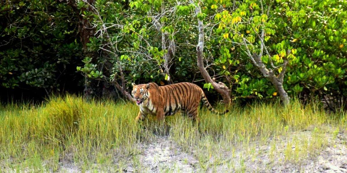 Sundarban tour from kolkata 